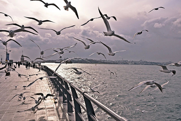 1614820976776131.jpg 27.jpg